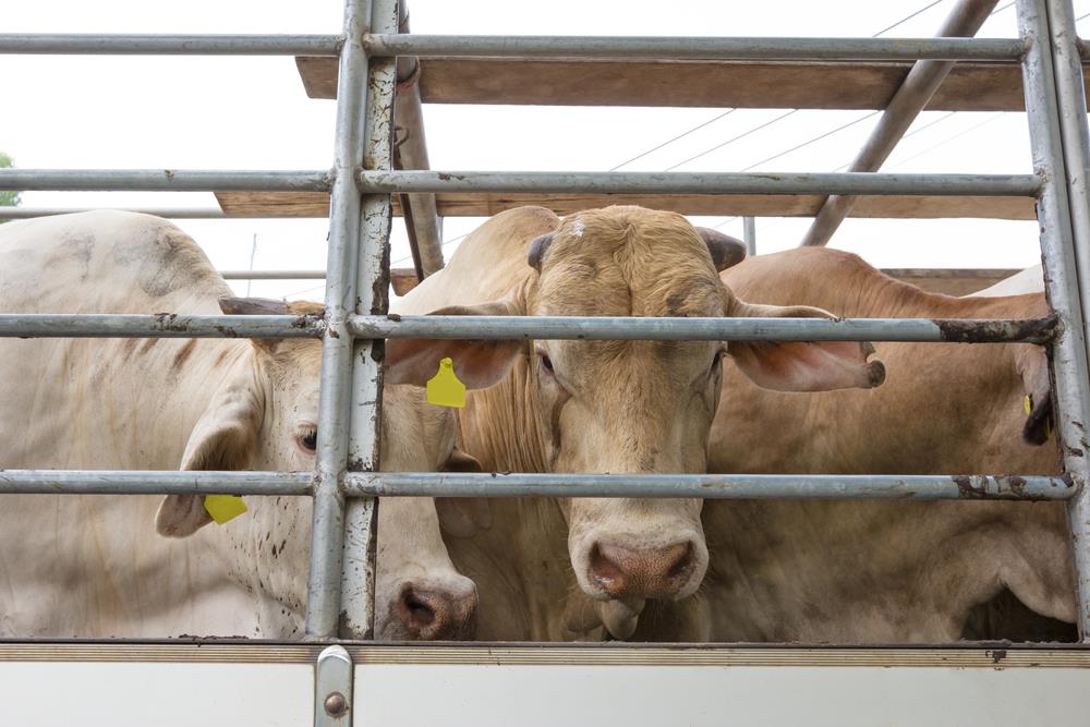 Transporte de gado: tudo que você precisa saber